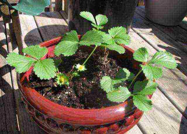 kung paano simulan ang lumalagong mga strawberry sa bahay