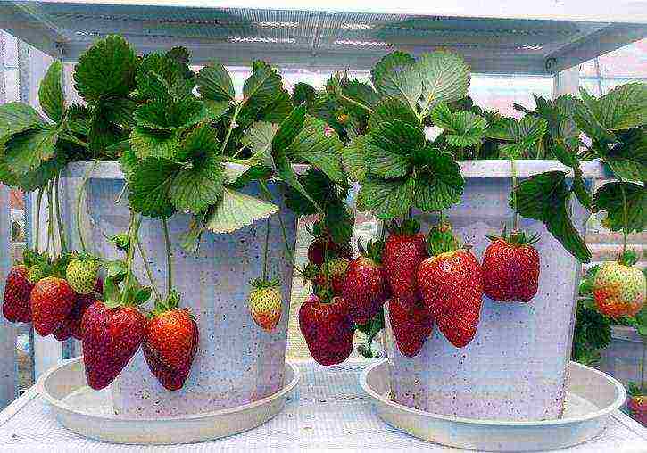 how to start growing strawberries at home