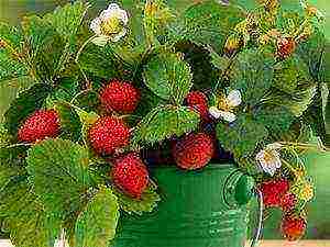 how to start growing strawberries at home