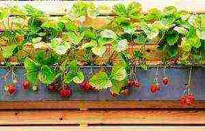 how to start growing strawberries at home