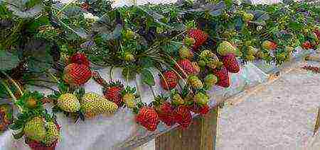 how to start growing strawberries at home