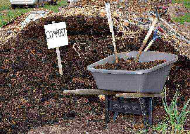 how to start growing mushrooms at home