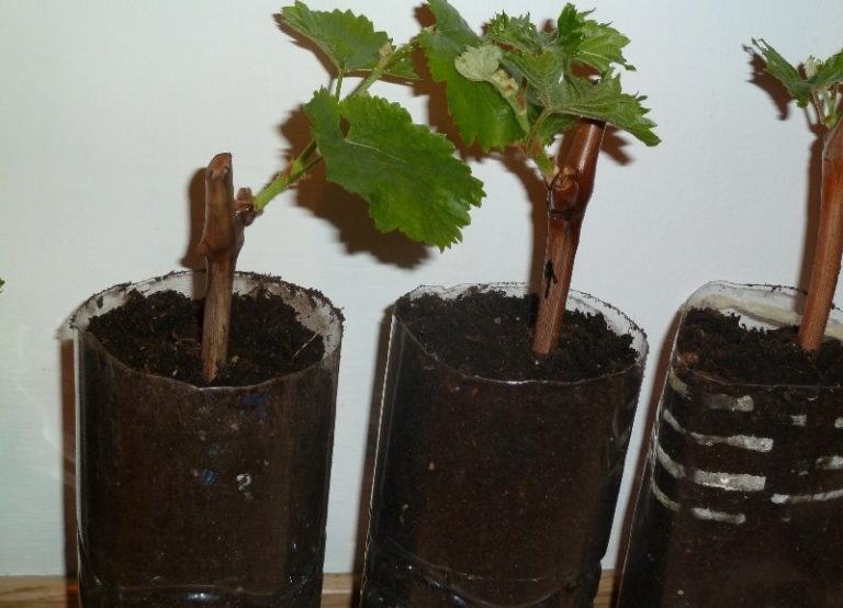 how to start growing grapes at home