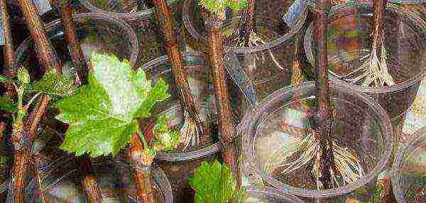 how to start growing grapes at home