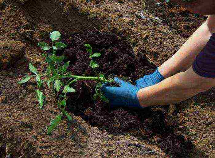 how to water tomatoes in the open field after planting