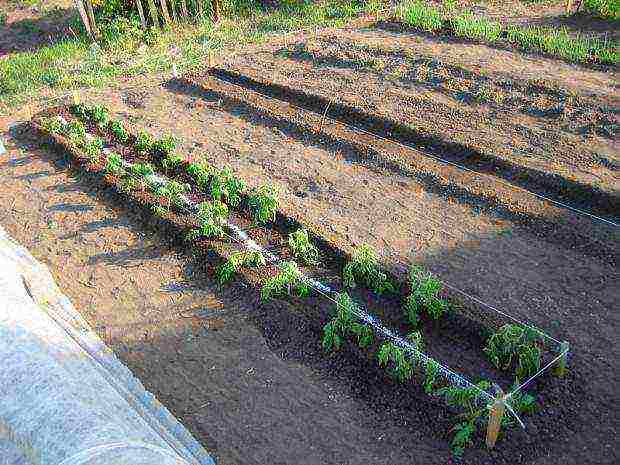 how to water tomatoes in the open field after planting