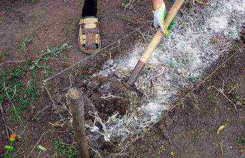 how to prepare the ground for planting a tomato in open ground