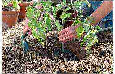 how to prepare the ground for planting a tomato in open ground