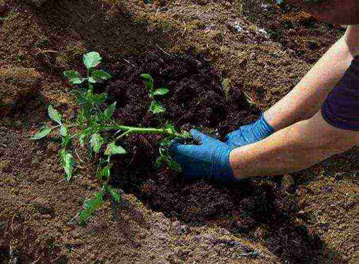 how to prepare the ground for planting a tomato in open ground