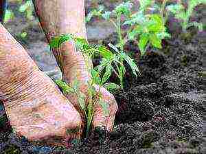 how to prepare the ground for planting a tomato in open ground