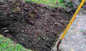 how to prepare the ground for planting a tomato in open ground