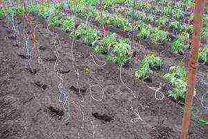 how to prepare the ground for planting a tomato in open ground