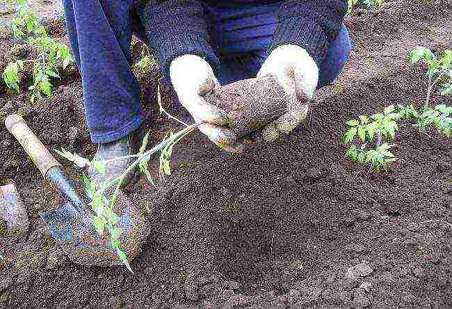 how to prepare the ground for planting a tomato in open ground