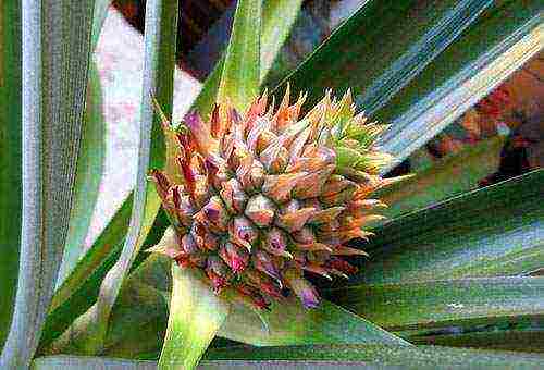 how to properly grow pineapple at home