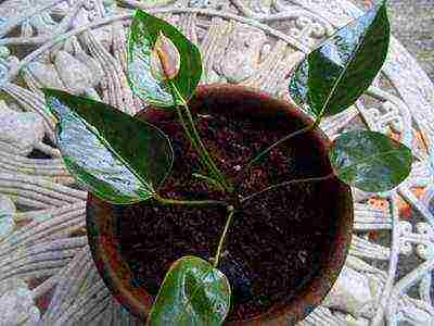 how to properly grow anthurium at home