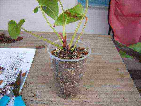 how to properly grow anthurium at home