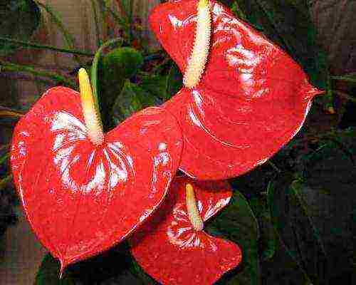 kung paano maayos na mapalago ang anthurium sa bahay