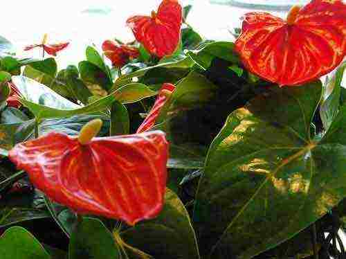 how to properly grow anthurium at home