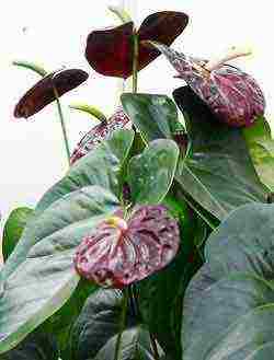 how to properly grow anthurium at home