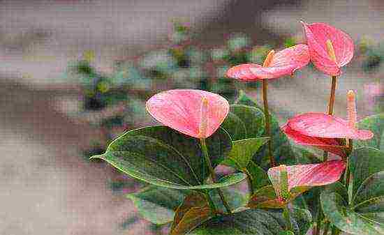 how to properly grow anthurium at home