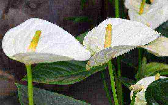 how to properly grow anthurium at home