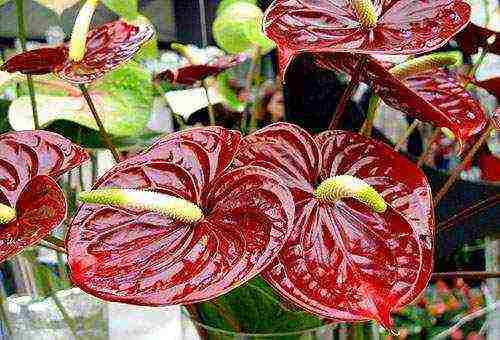 kung paano maayos na mapalago ang anthurium sa bahay