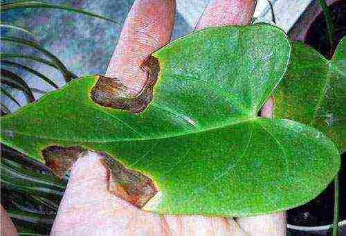 how to properly grow anthurium at home