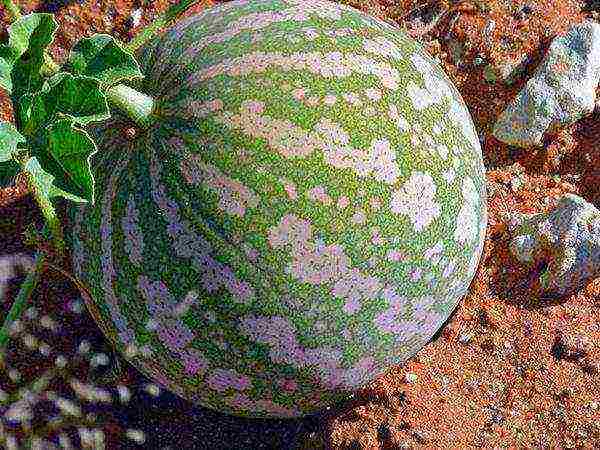 how to properly grow watermelons and melons outdoors