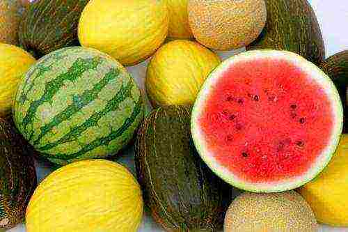 how to properly grow watermelons and melons outdoors