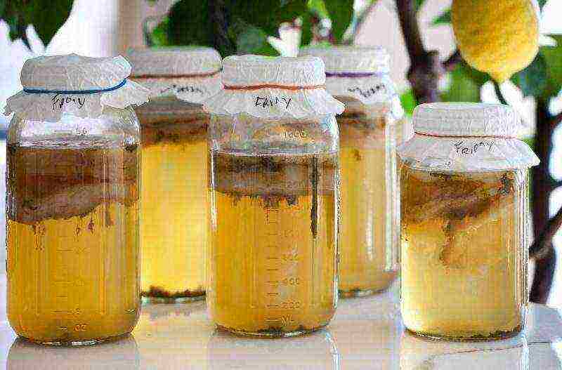 how to properly grow kombucha at home