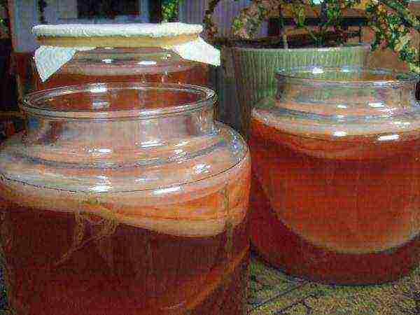 kung paano maayos na mapalago ang kombucha sa bahay