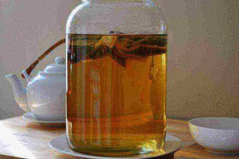 how to properly grow kombucha at home