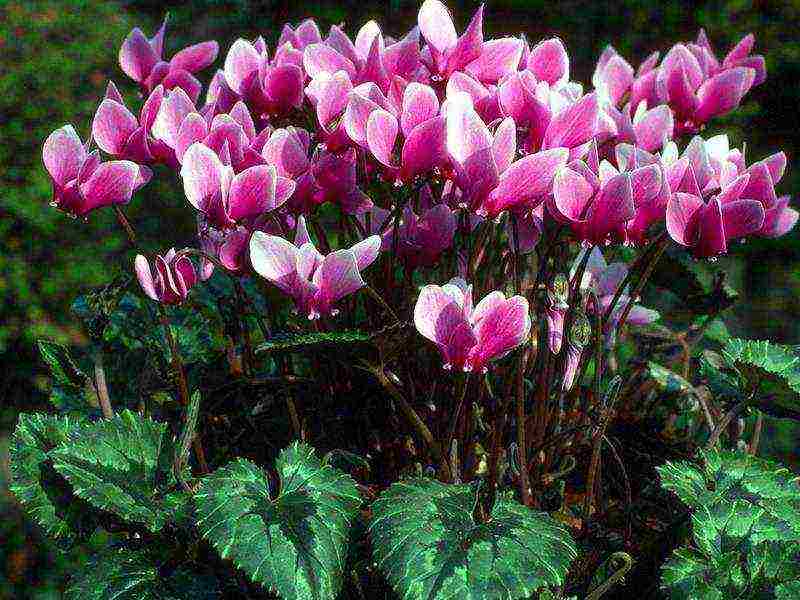 how to properly grow cyclamen at home