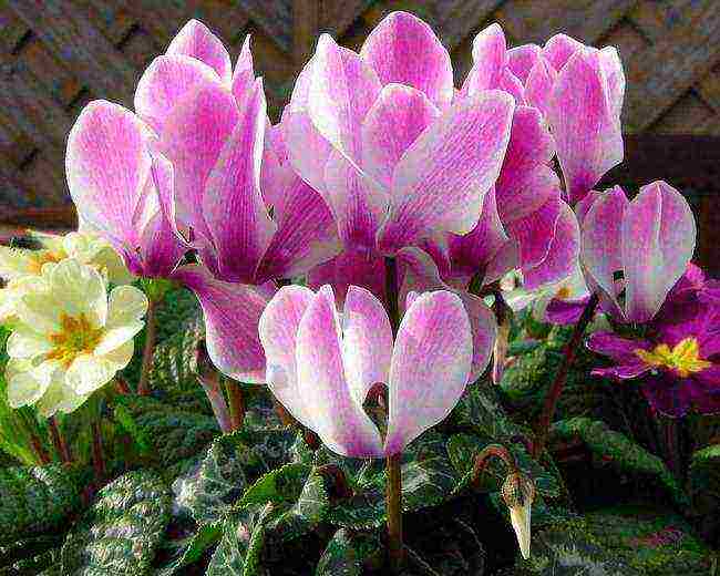 how to properly grow cyclamen at home