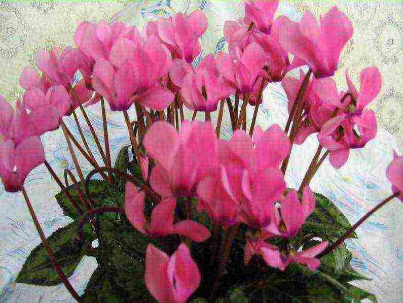 how to properly grow cyclamen at home