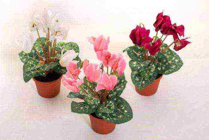 how to properly grow cyclamen at home