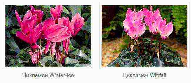 how to properly grow cyclamen at home