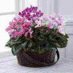 how to properly grow cyclamen at home
