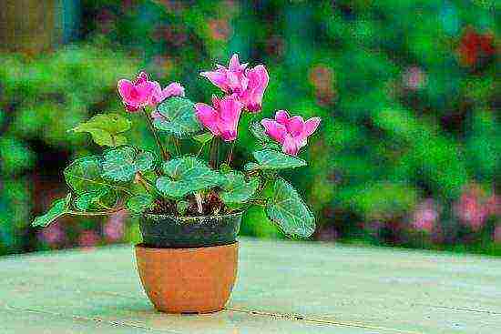 how to properly grow cyclamen at home