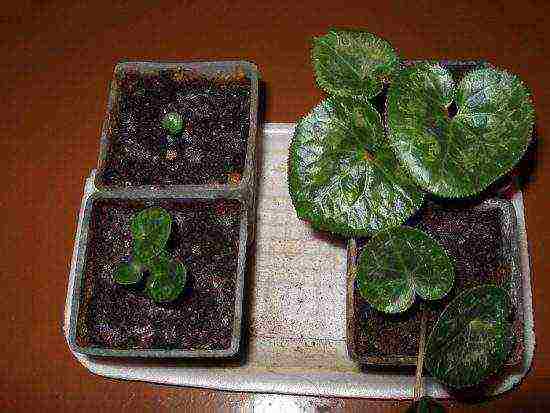 how to properly grow cyclamen at home