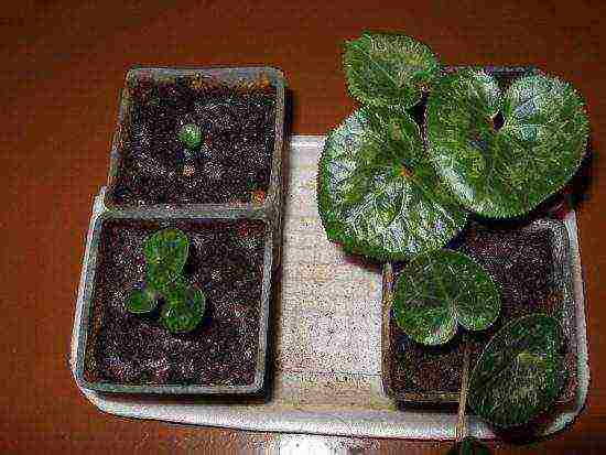 kung paano maayos na mapalago ang cyclamen sa bahay