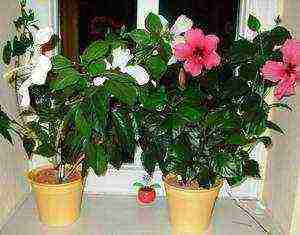 how to properly grow hibiscus at home