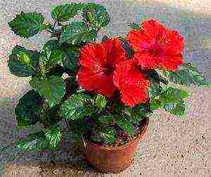 how to properly grow hibiscus at home