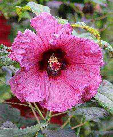 how to properly grow hibiscus at home