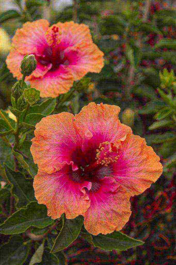 how to properly grow hibiscus at home