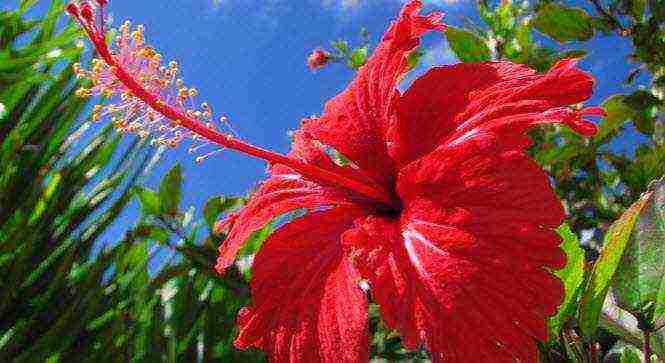 how to properly grow hibiscus at home