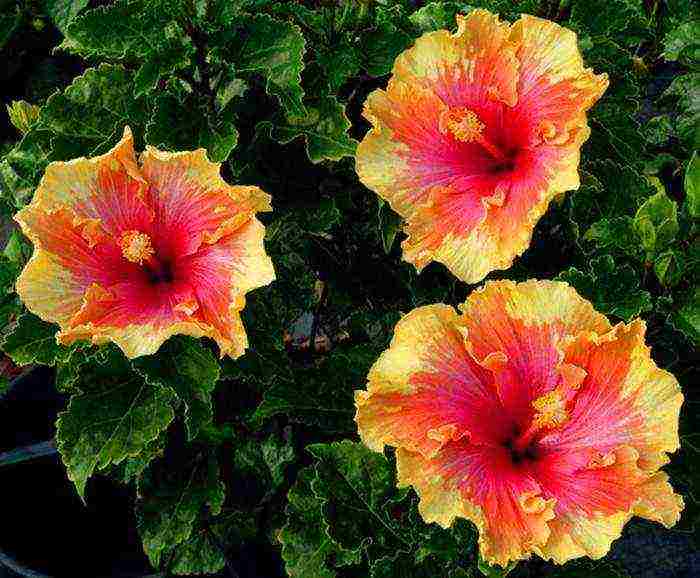 how to properly grow hibiscus at home