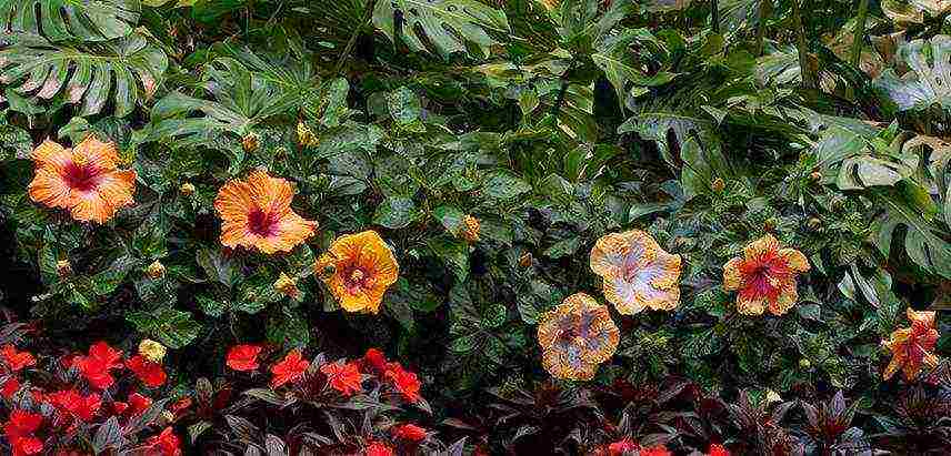 how to properly grow hibiscus at home
