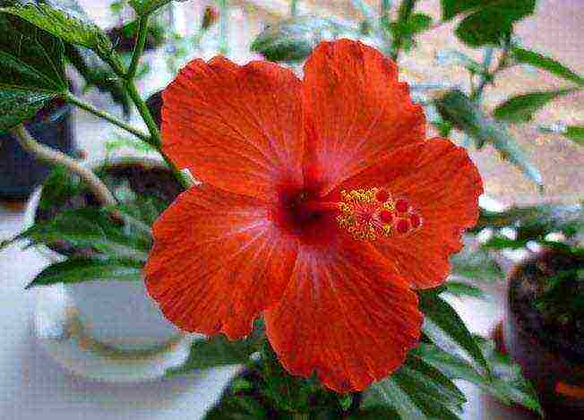 how to properly grow hibiscus at home