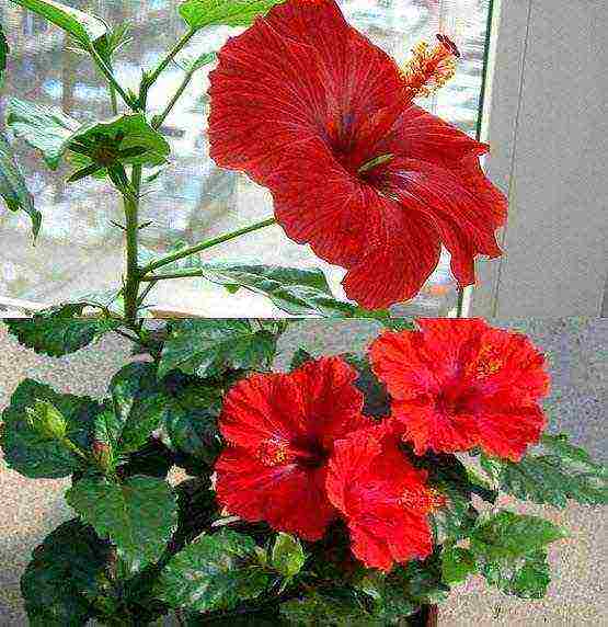 how to properly grow hibiscus at home